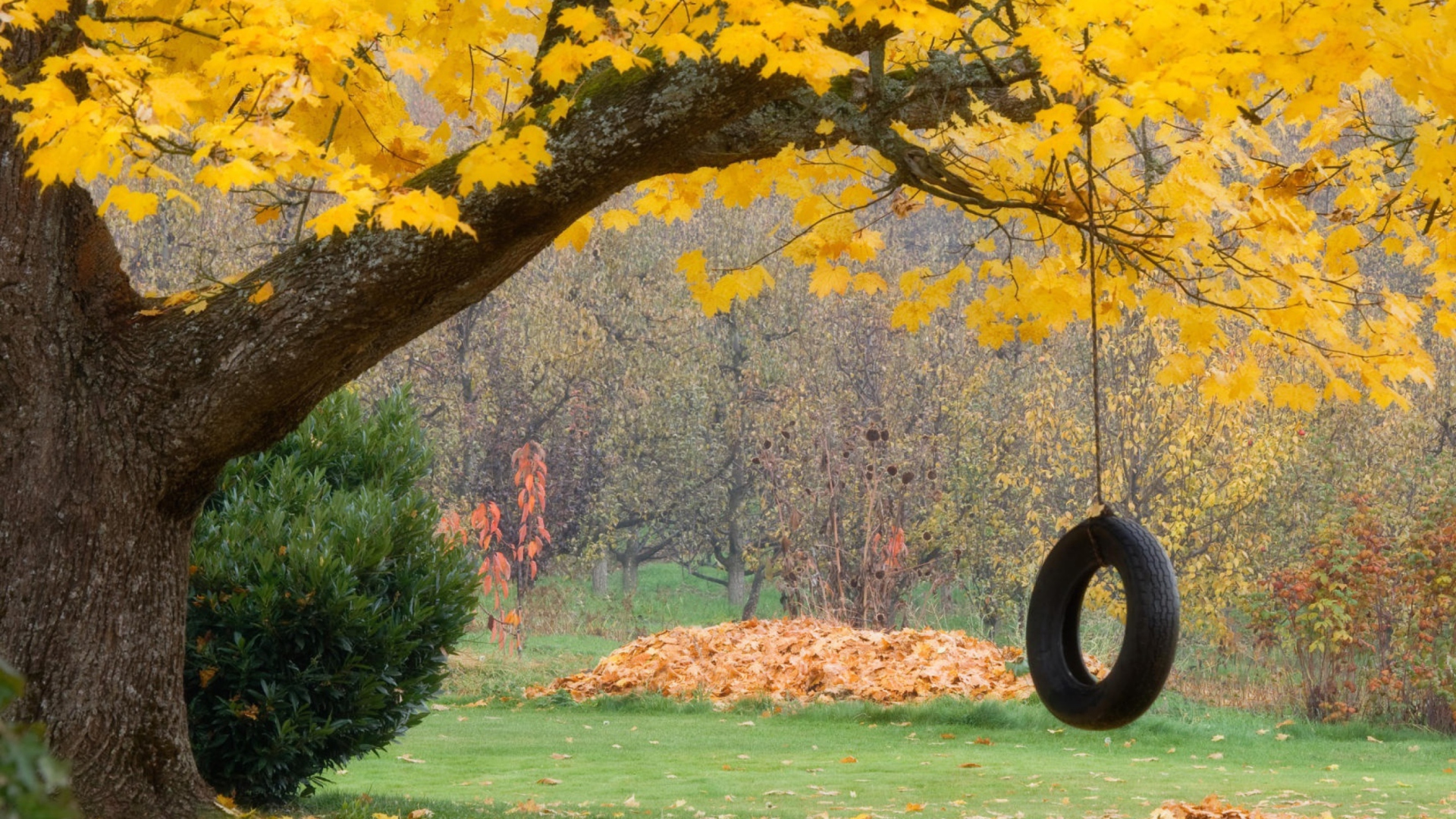 Das Tire Swing Wallpaper 1920x1080