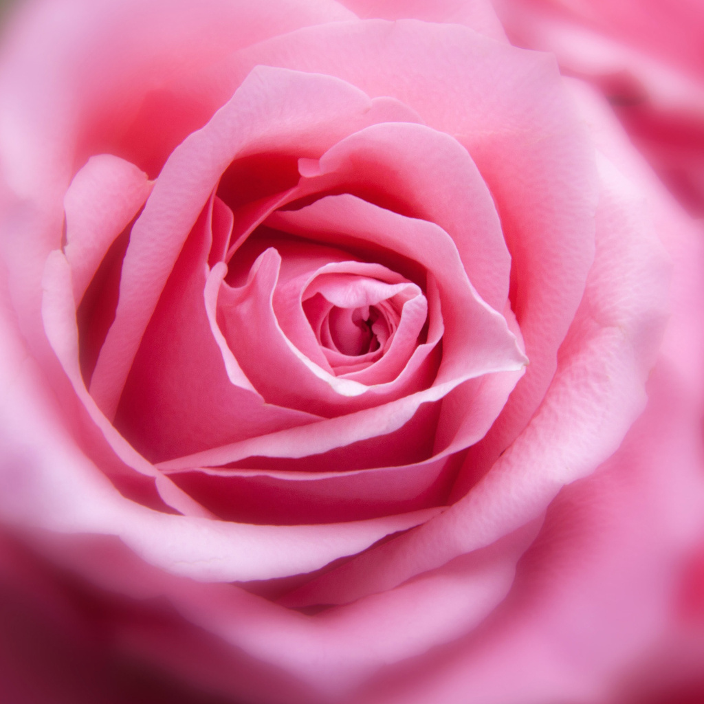 Обои Pink Rose Macro 1024x1024