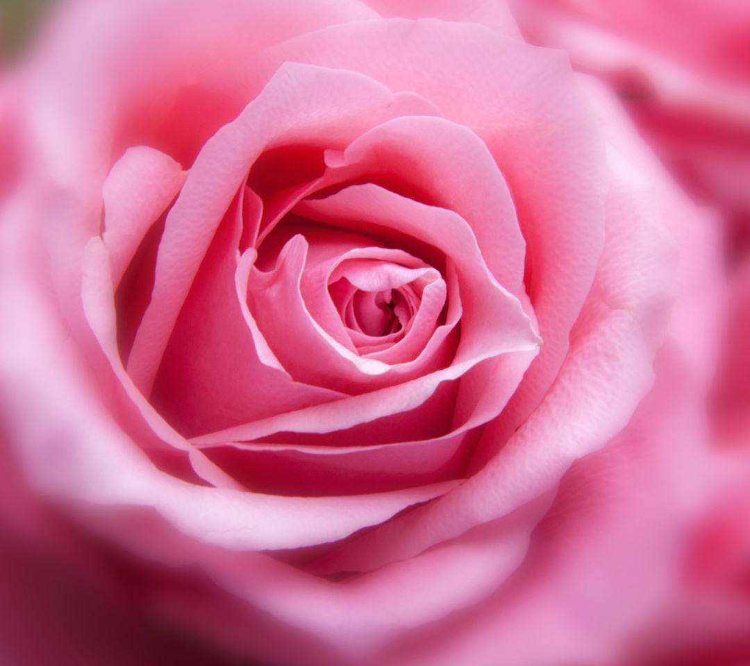 Обои Pink Rose Macro 1080x960