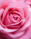 Обои Pink Rose Macro 128x160