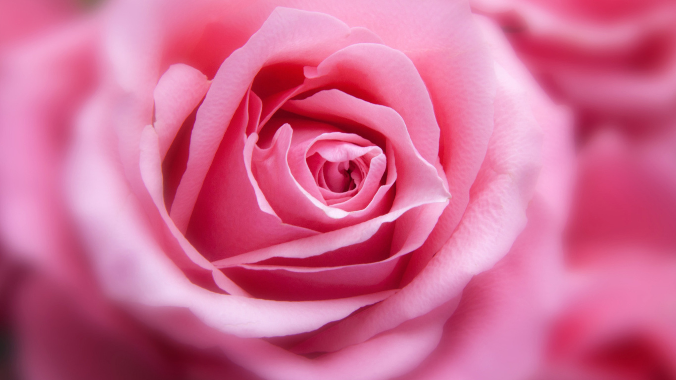 Das Pink Rose Macro Wallpaper 1366x768