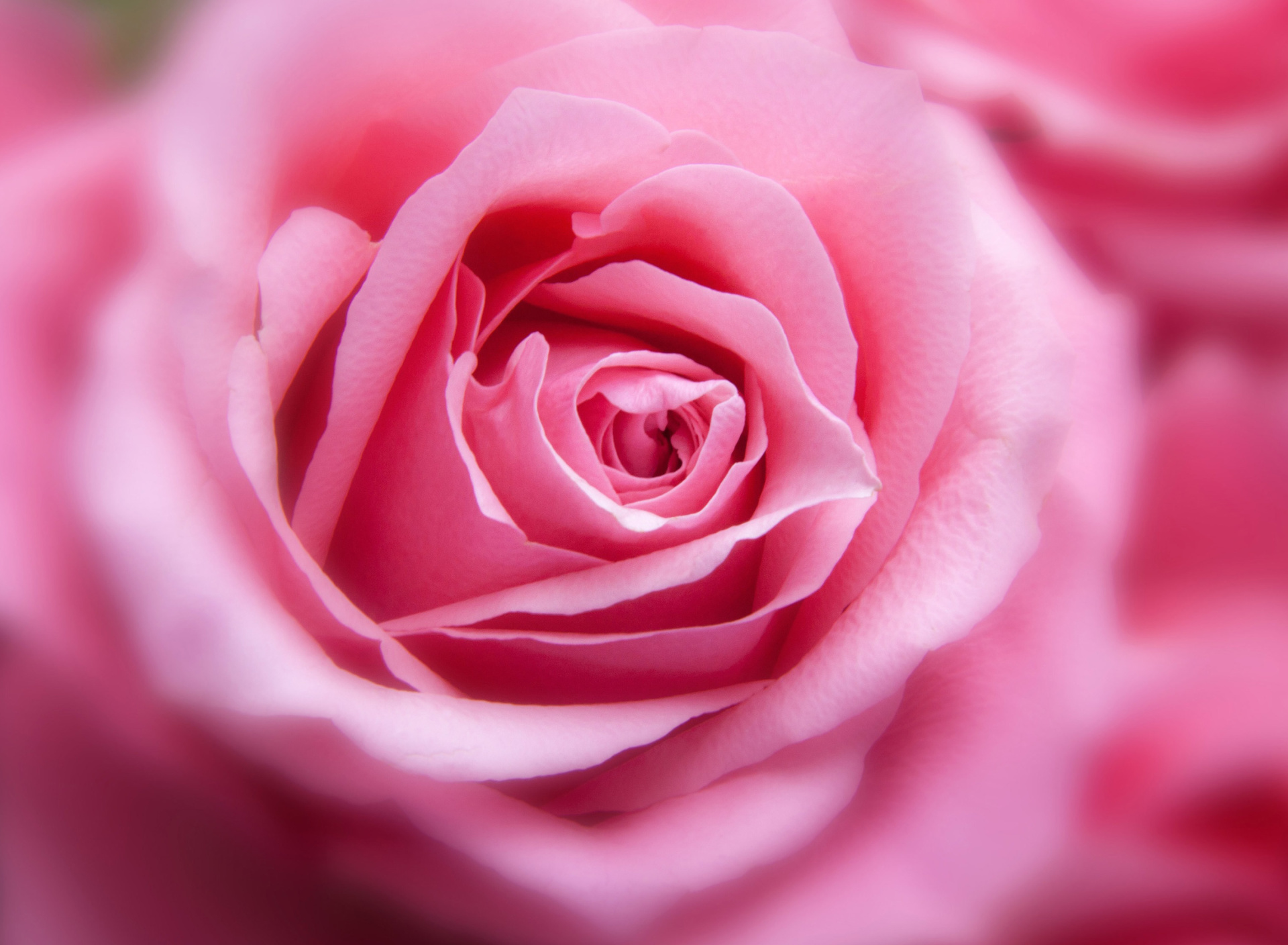 Pink Rose Macro wallpaper 1920x1408