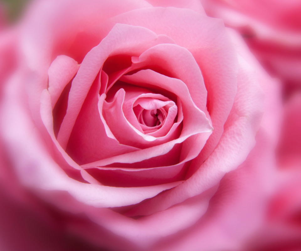 Das Pink Rose Macro Wallpaper 960x800