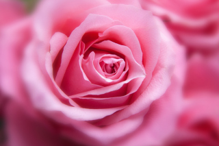 Free Pink Rose Macro Picture for Android, iPhone and iPad
