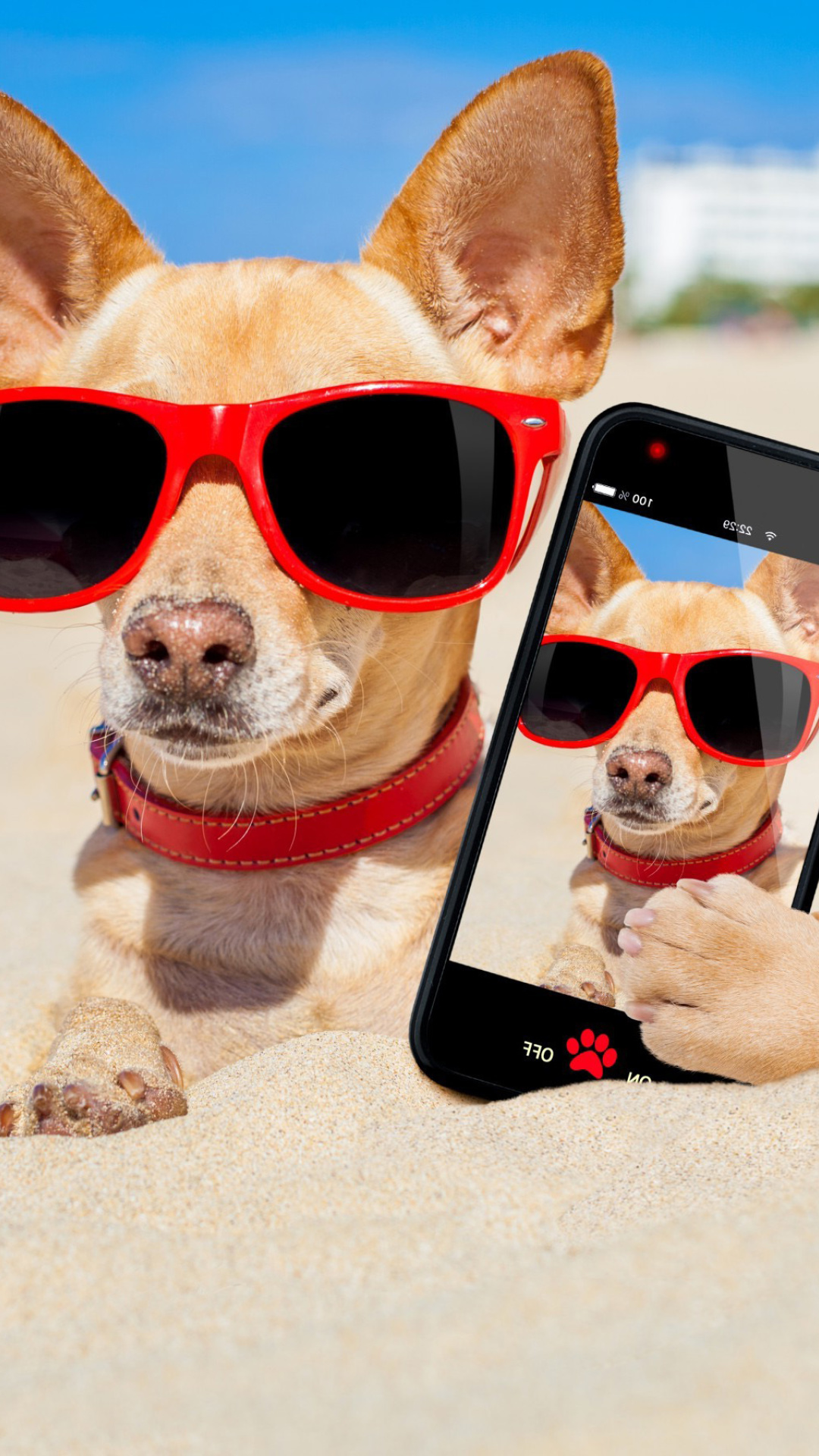 Chihuahua with mobile phone screenshot #1 1080x1920
