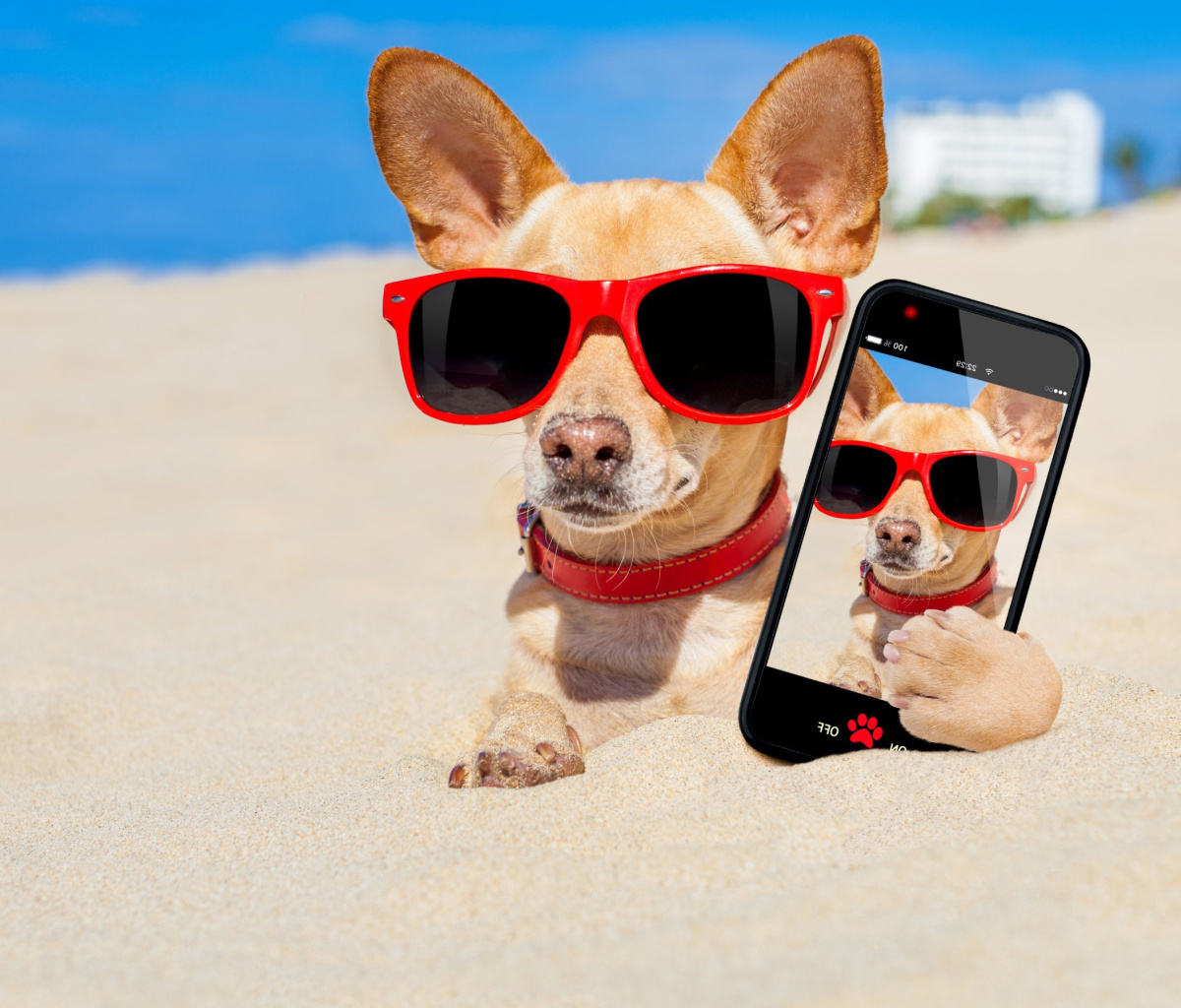 Обои Chihuahua with mobile phone 1200x1024