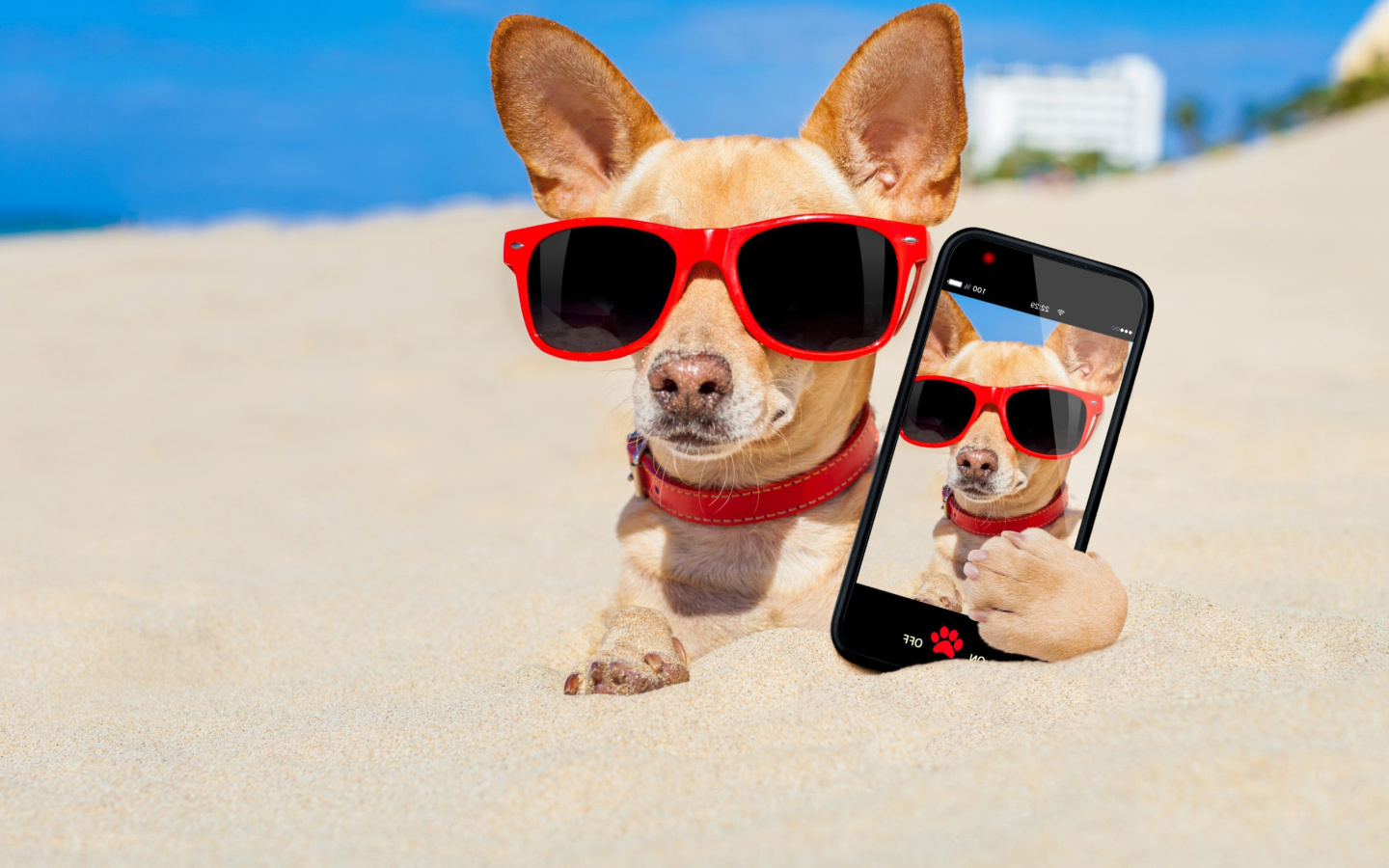 Fondo de pantalla Chihuahua with mobile phone 1440x900