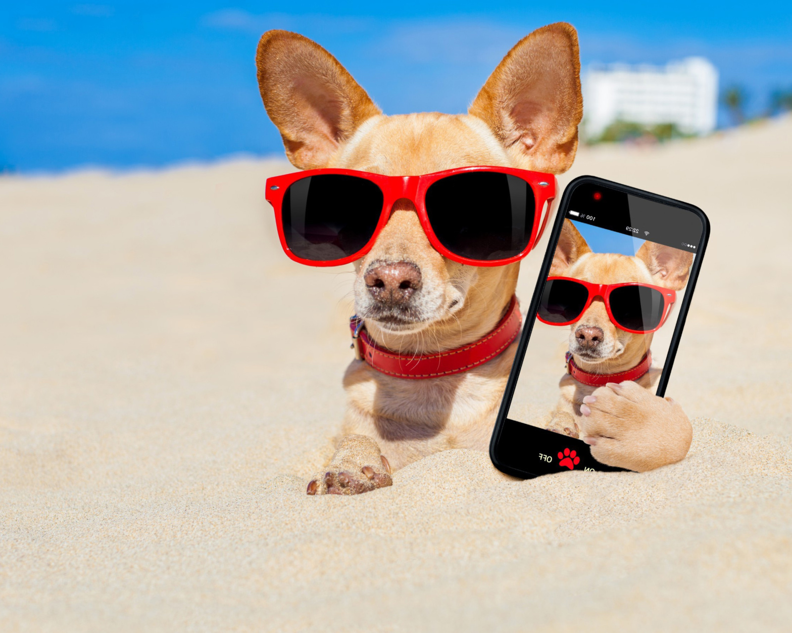 Обои Chihuahua with mobile phone 1600x1280