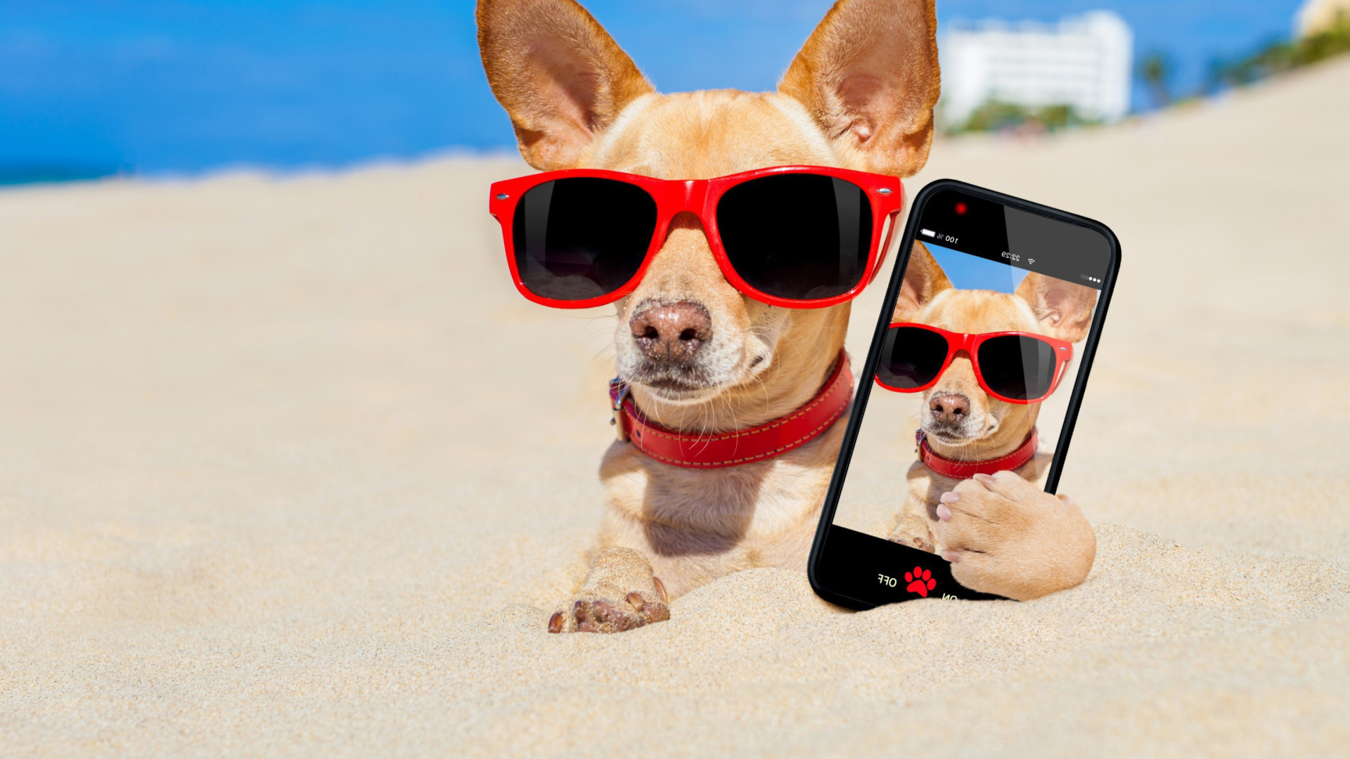 Обои Chihuahua with mobile phone 1920x1080