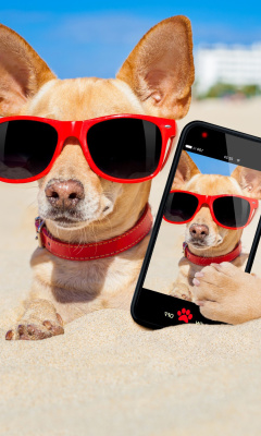 Fondo de pantalla Chihuahua with mobile phone 240x400