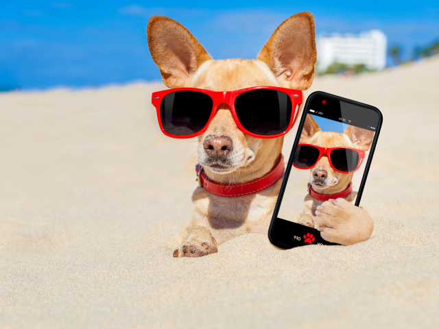 Sfondi Chihuahua with mobile phone 640x480