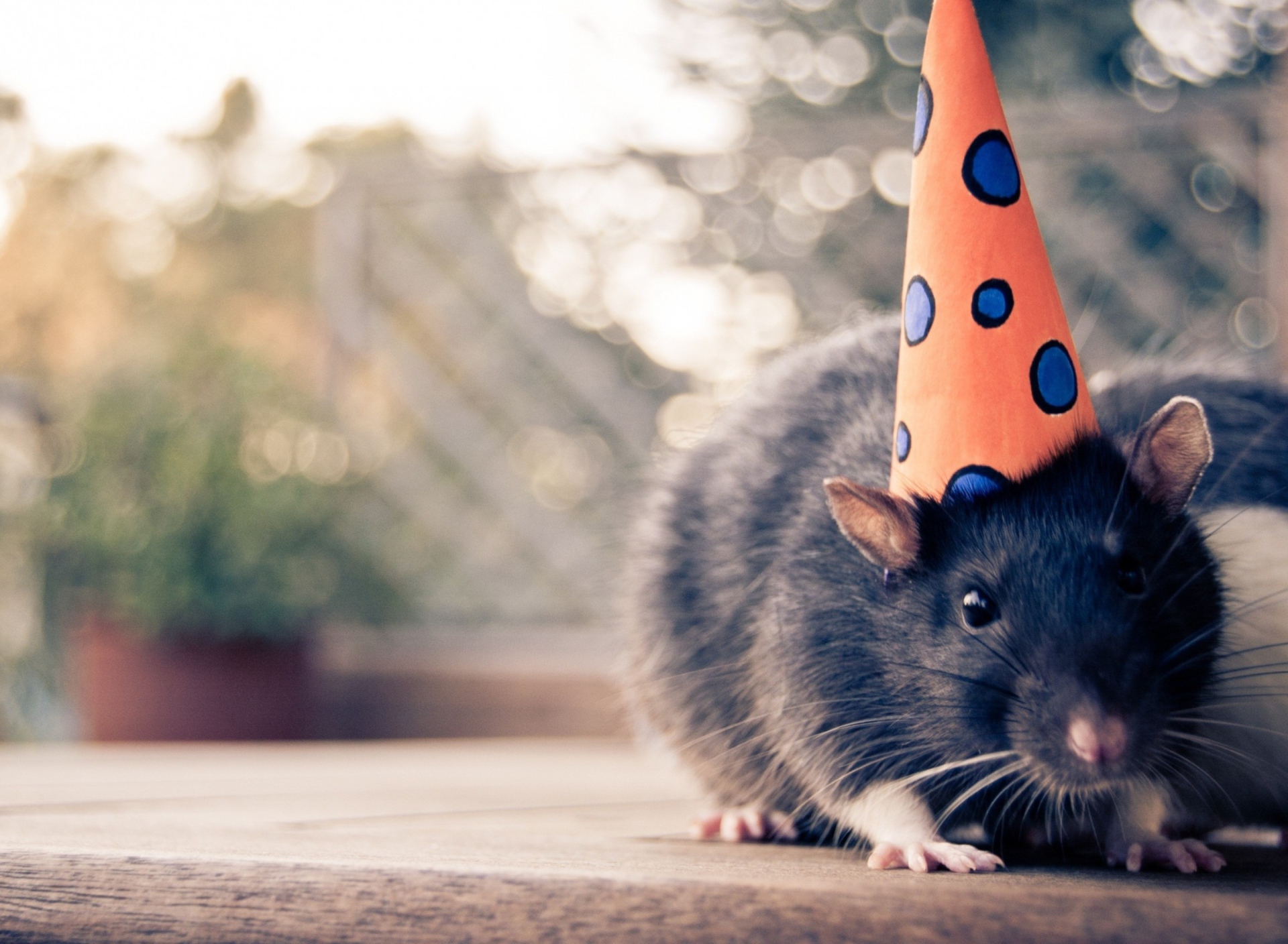 Party Mouse wallpaper 1920x1408