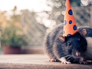 Party Mouse wallpaper 320x240