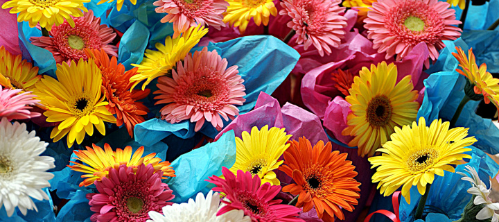 Sfondi Bouquet of Gerberas 720x320