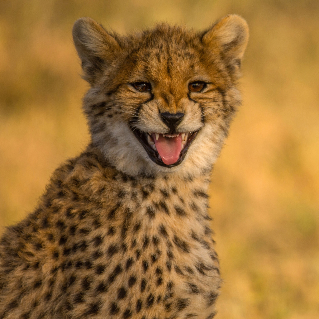 Обои Cheetah in Kafue National Park 1024x1024
