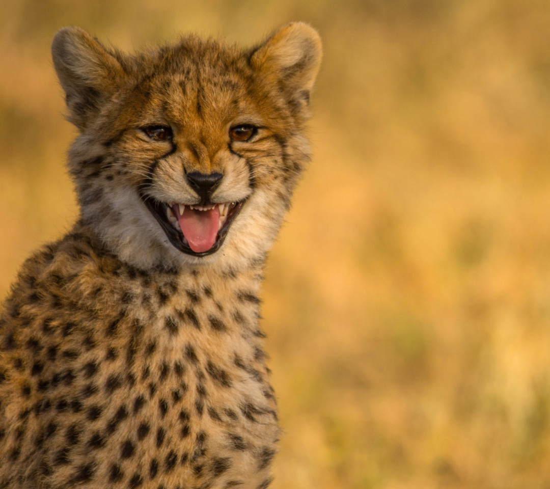 Обои Cheetah in Kafue National Park 1080x960
