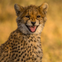 Screenshot №1 pro téma Cheetah in Kafue National Park 128x128