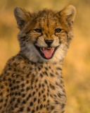 Обои Cheetah in Kafue National Park 128x160