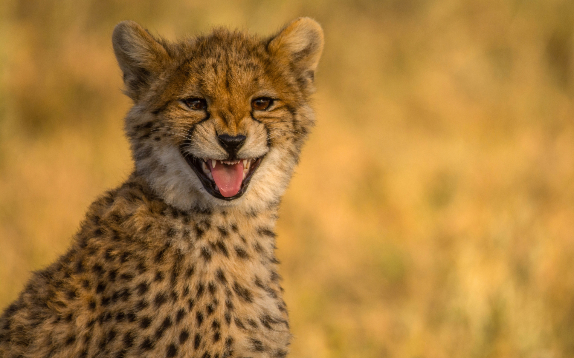 Fondo de pantalla Cheetah in Kafue National Park 1920x1200