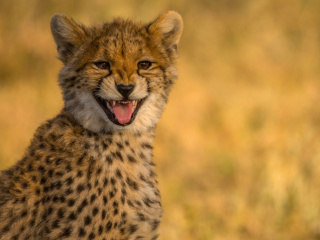 Das Cheetah in Kafue National Park Wallpaper 320x240