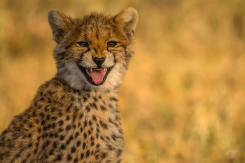Fondo de pantalla Cheetah in Kafue National Park 480x320