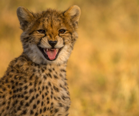 Screenshot №1 pro téma Cheetah in Kafue National Park 480x400