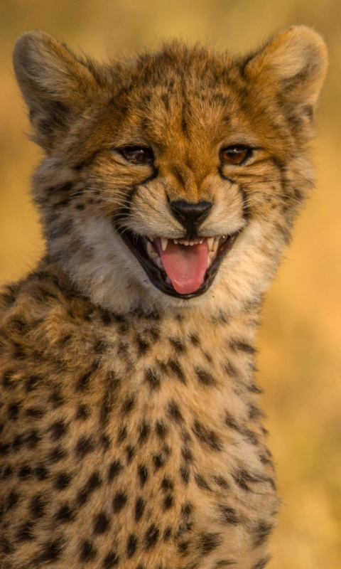 Fondo de pantalla Cheetah in Kafue National Park 480x800