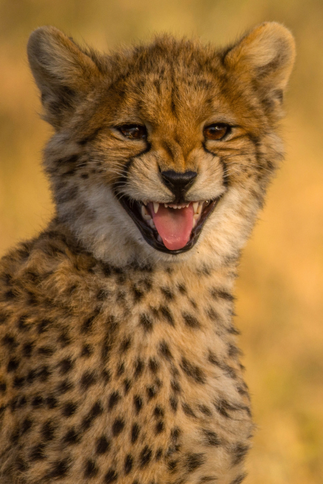 Das Cheetah in Kafue National Park Wallpaper 640x960