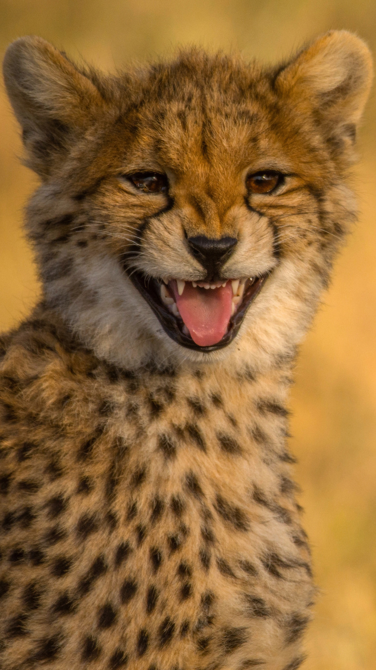 Обои Cheetah in Kafue National Park 750x1334