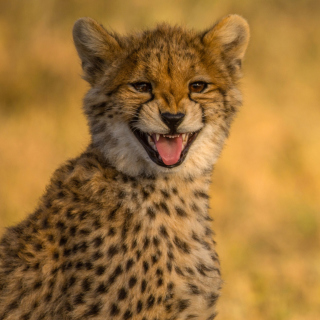 Kostenloses Cheetah in Kafue National Park Wallpaper für iPad mini 2