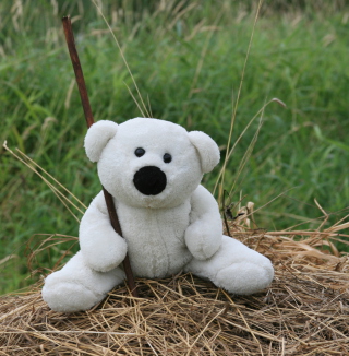 White Teddy Bear Picture for 208x208