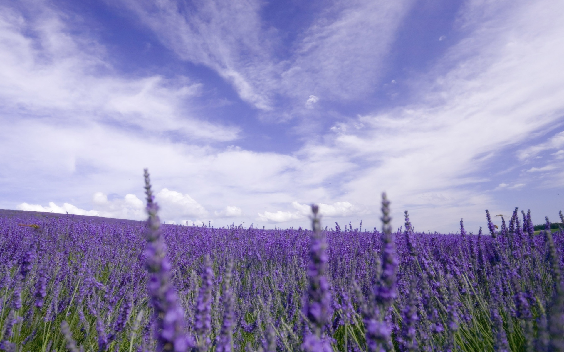 Screenshot №1 pro téma Lavender Field 1920x1200