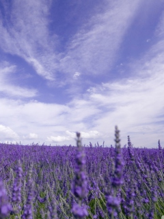 Screenshot №1 pro téma Lavender Field 240x320