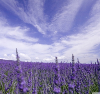 Lavender Field - Obrázkek zdarma pro iPad 2
