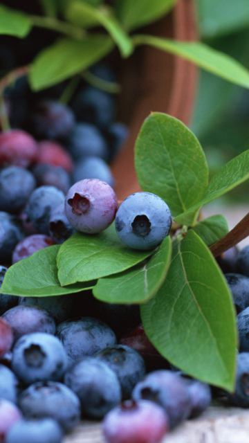 Blueberries screenshot #1 360x640