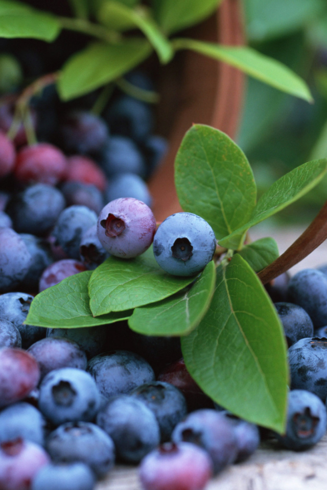 Das Blueberries Wallpaper 640x960