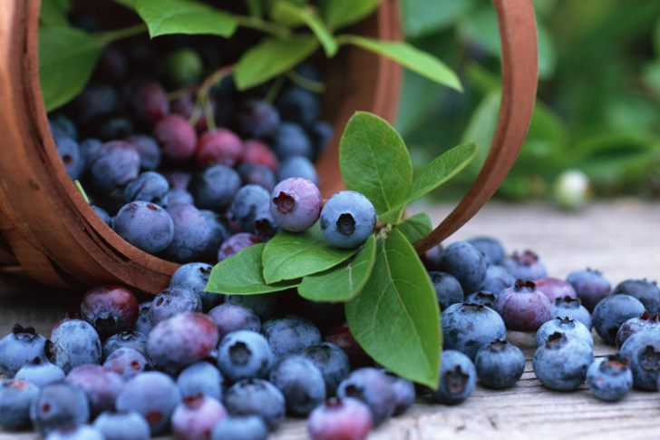Blueberries wallpaper