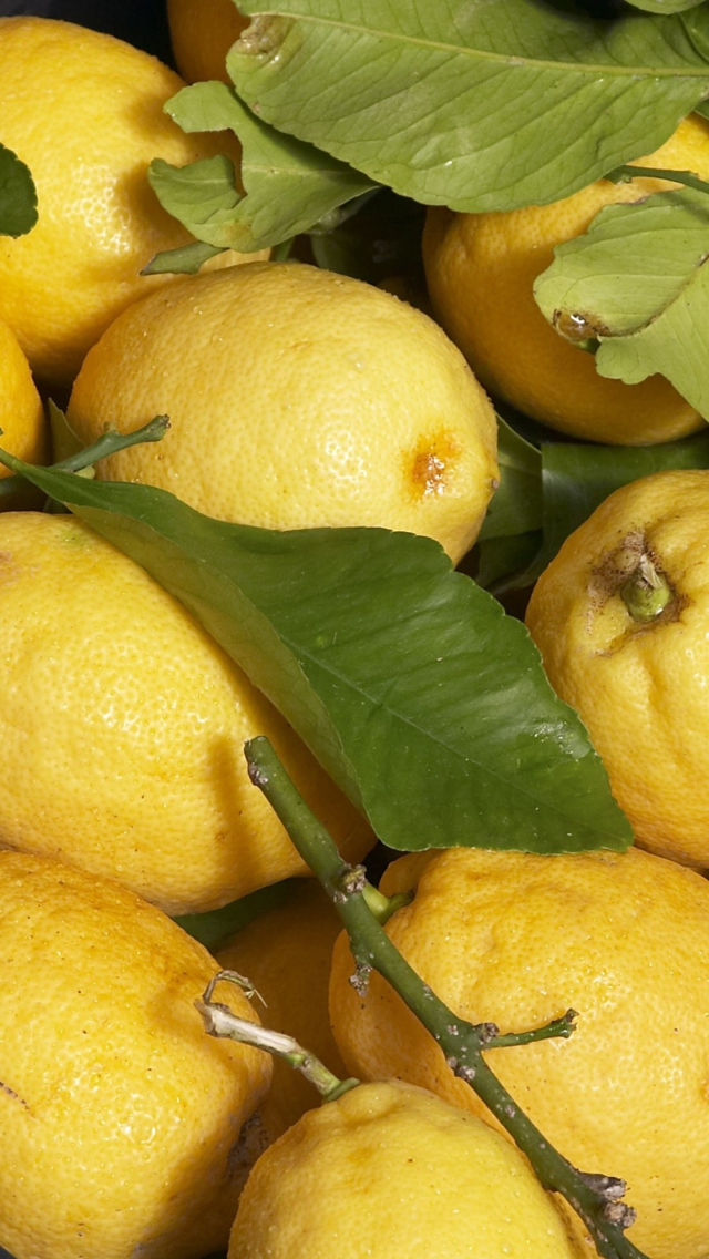 Fresh Lemons screenshot #1 640x1136
