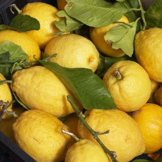 Fresh Lemons - Obrázkek zdarma pro iPad mini 2