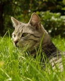 Das Cat In Grass Wallpaper 128x160
