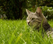Screenshot №1 pro téma Cat In Grass 176x144
