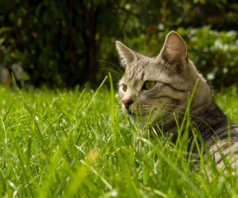 Cat In Grass screenshot #1 480x400