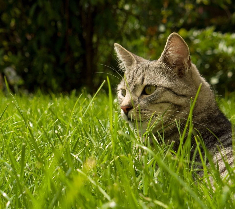 Das Cat In Grass Wallpaper 960x854