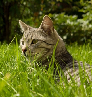 Cat In Grass Picture for 208x208