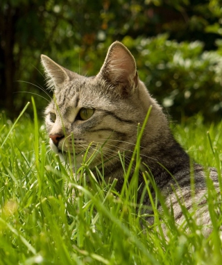 Cat In Grass - Obrázkek zdarma pro 750x1334