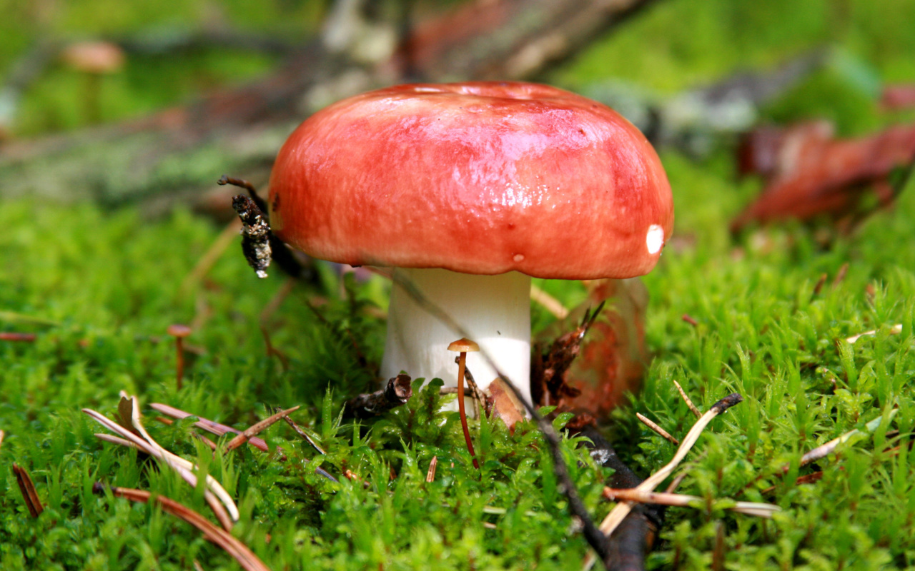 Das Mushroom Russula Wallpaper 1280x800