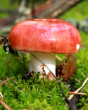 Das Mushroom Russula Wallpaper 128x160