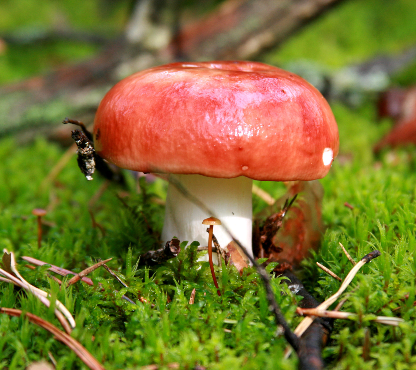 Обои Mushroom Russula 1440x1280