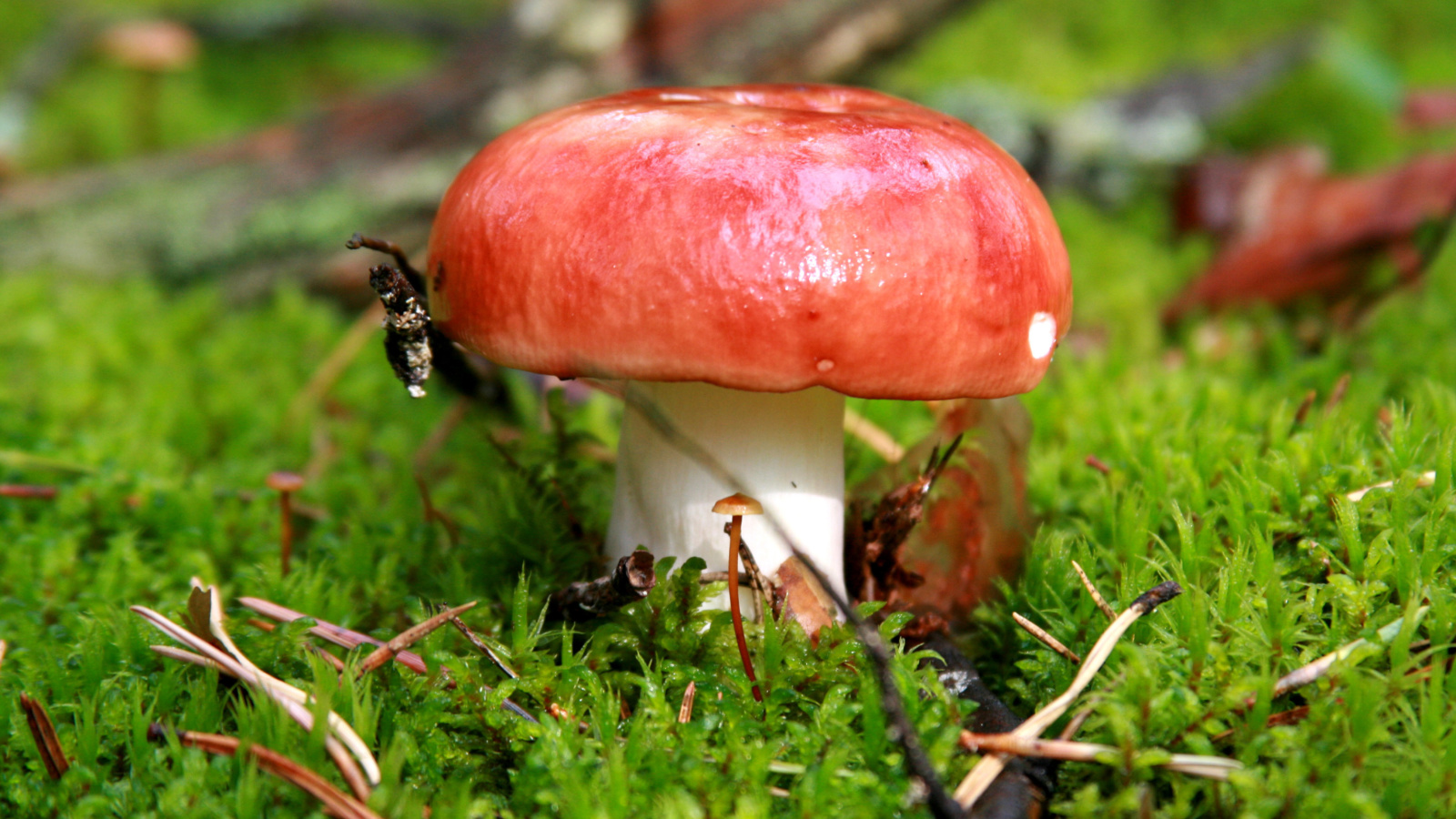 Обои Mushroom Russula 1600x900