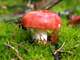 Обои Mushroom Russula 320x240